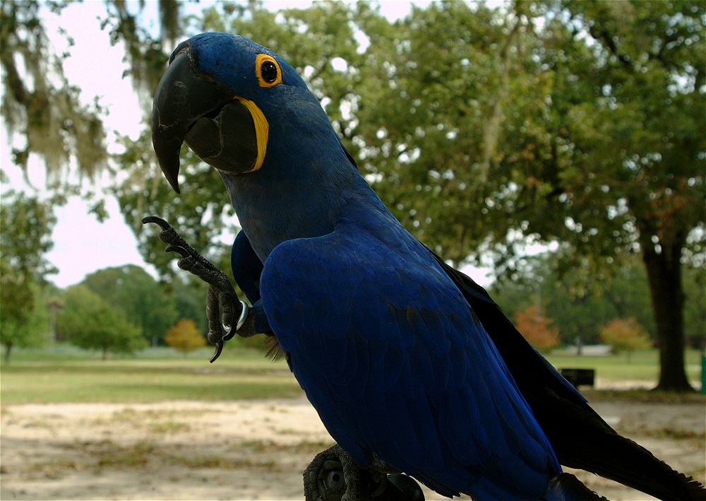 (13) Dscf4227.jpg   (1000x709)   278 Kb                                    Click to display next picture