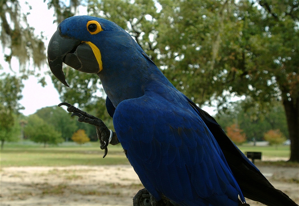 (14) Dscf4228.jpg   (1000x690)   272 Kb                                    Click to display next picture