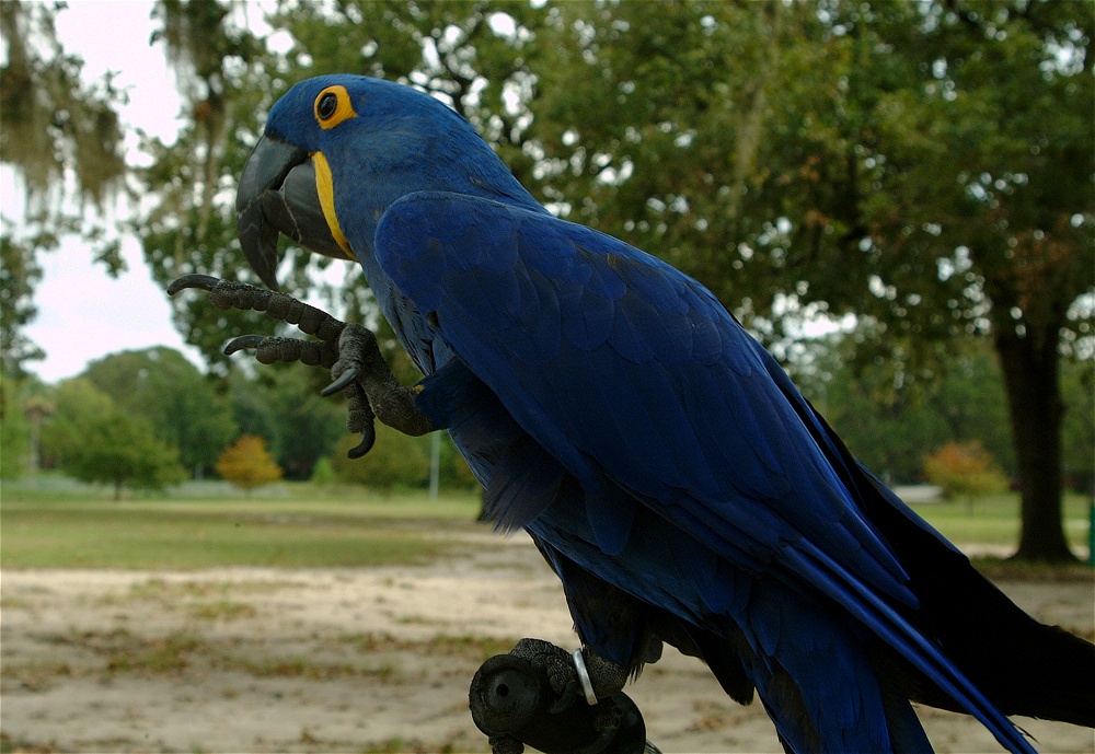 (15) Dscf4229.jpg   (1000x689)   262 Kb                                    Click to display next picture