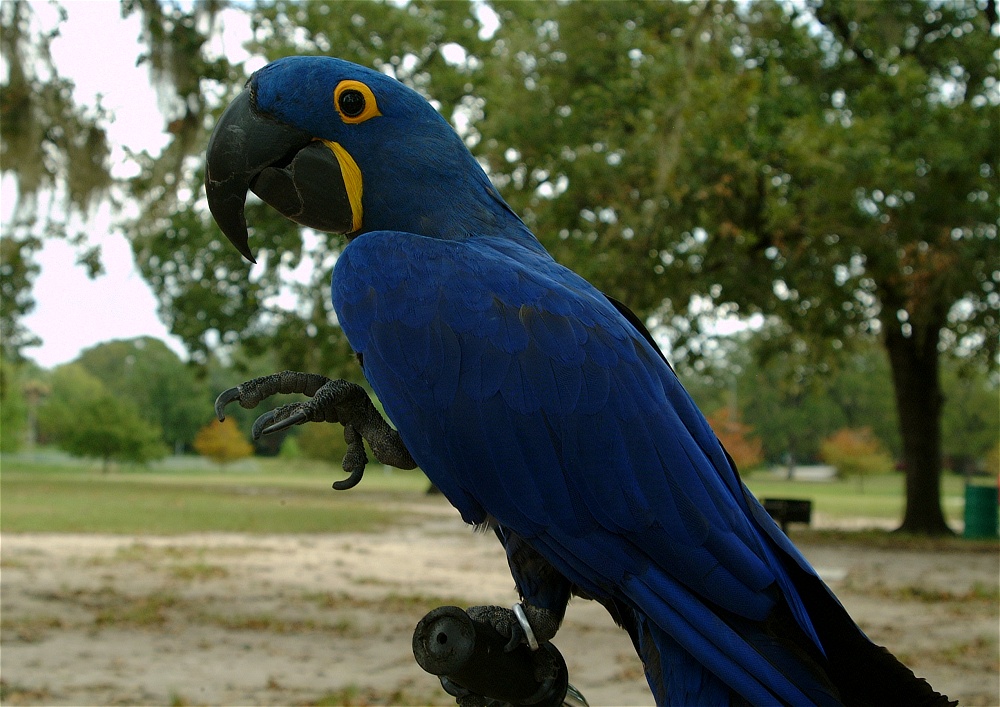 (17) Dscf4231.jpg   (1000x707)   275 Kb                                    Click to display next picture