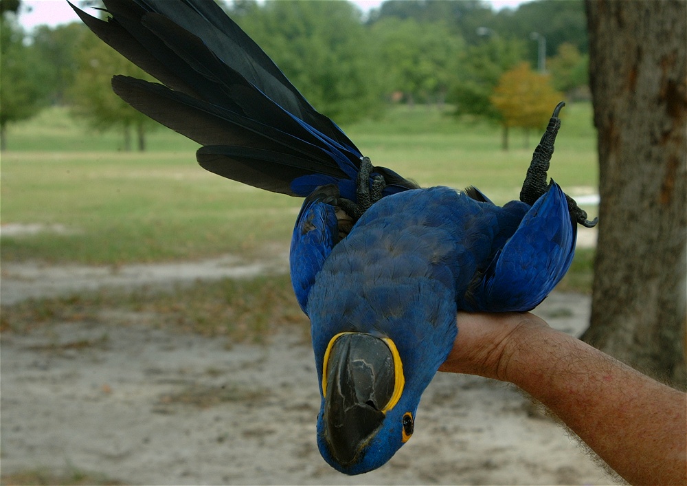 (20) Dscf3080.jpg   (1000x707)   222 Kb                                    Click to display next picture