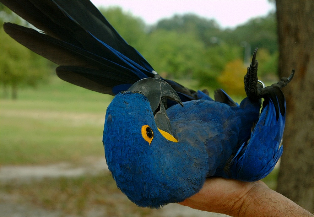 (23) Dscf3083.jpg   (1000x691)   229 Kb                                    Click to display next picture