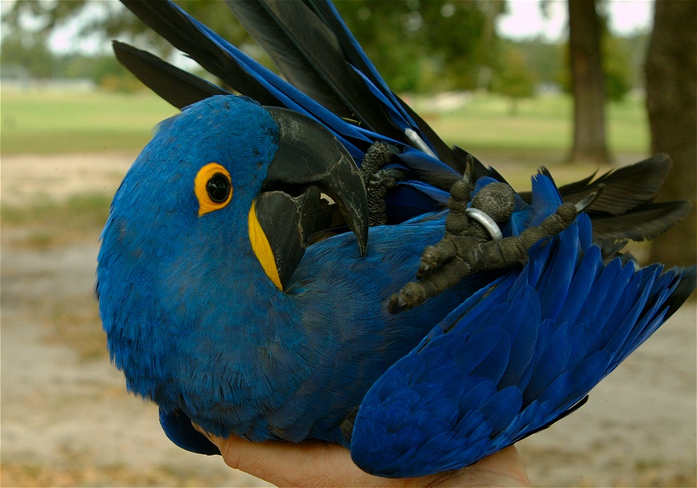 (25) Dscf3085.jpg   (1000x701)   252 Kb                                    Click to display next picture