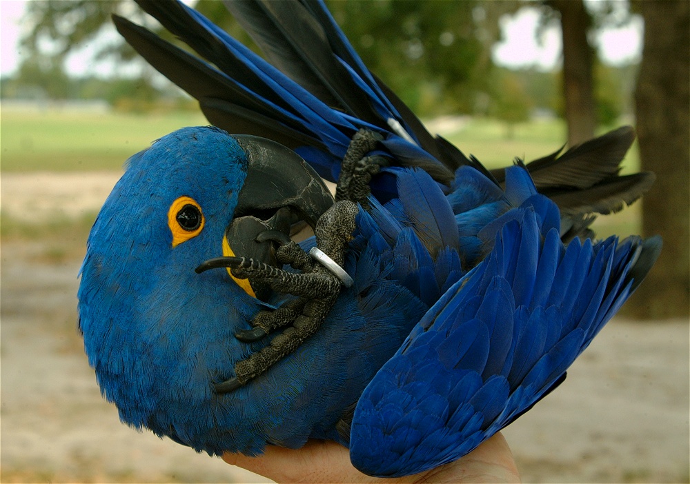 (26) Dscf3086.jpg   (1000x702)   267 Kb                                    Click to display next picture