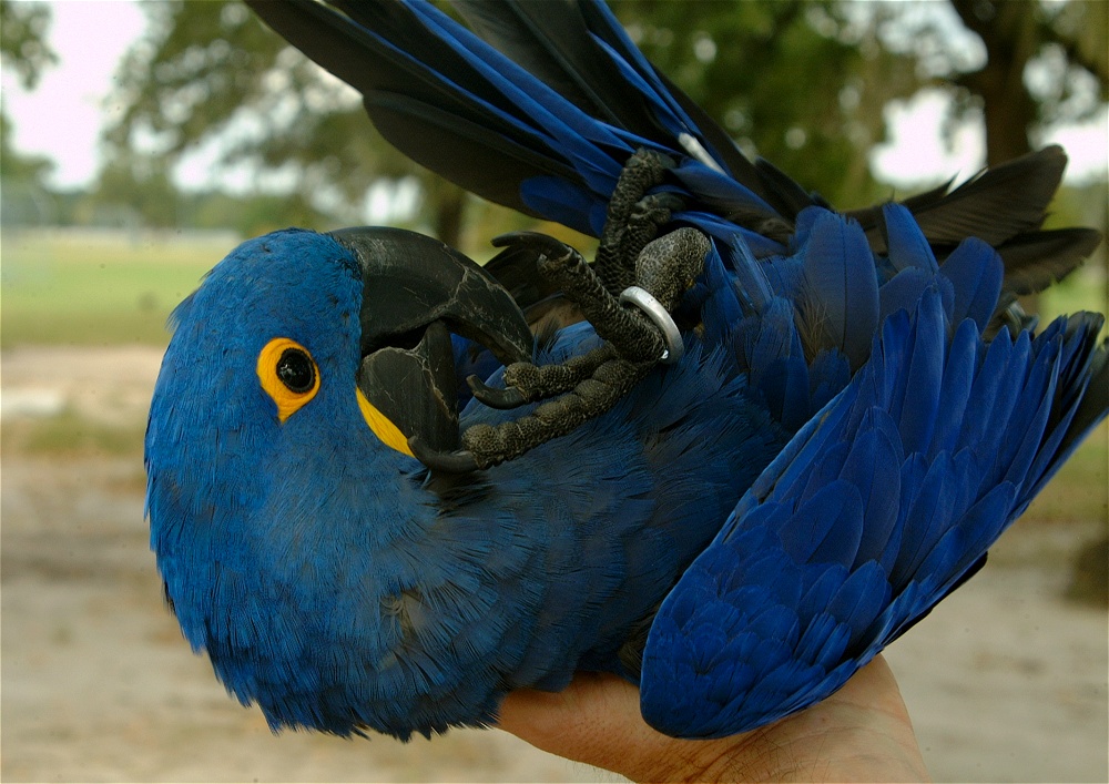 (27) Dscf3087.jpg   (1000x707)   263 Kb                                    Click to display next picture