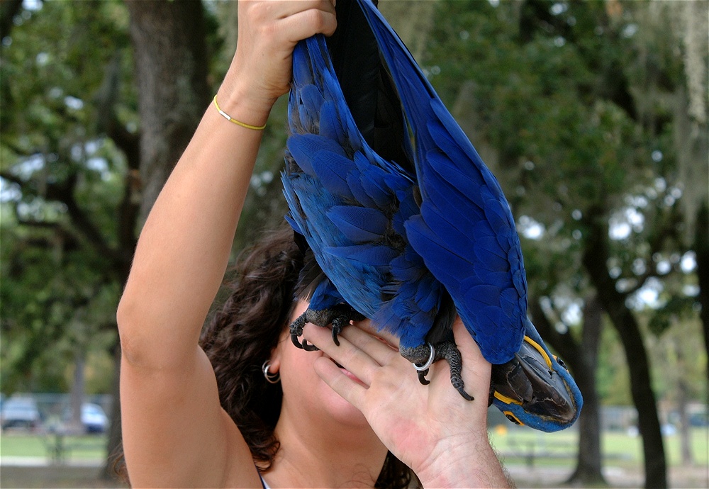 (52) Dscf3067.jpg   (1000x690)   253 Kb                                    Click to display next picture