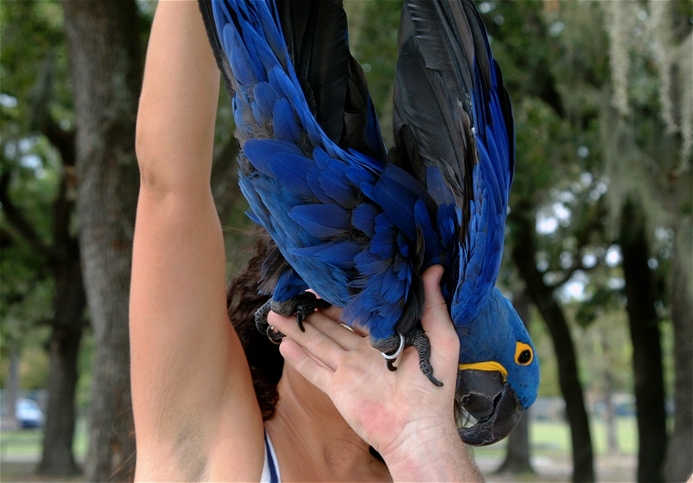 (53) Dscf3068.jpg   (1000x696)   244 Kb                                    Click to display next picture