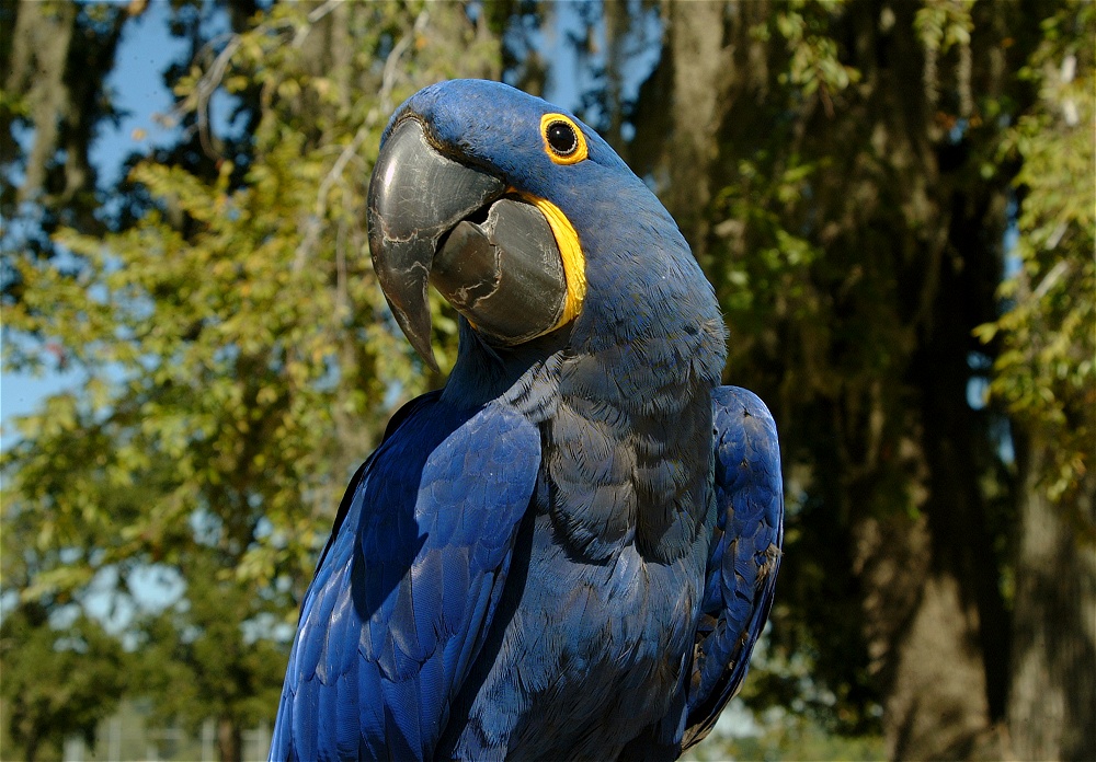 (05) Dscf0010.jpg   (1000x696)   303 Kb                                    Click to display next picture