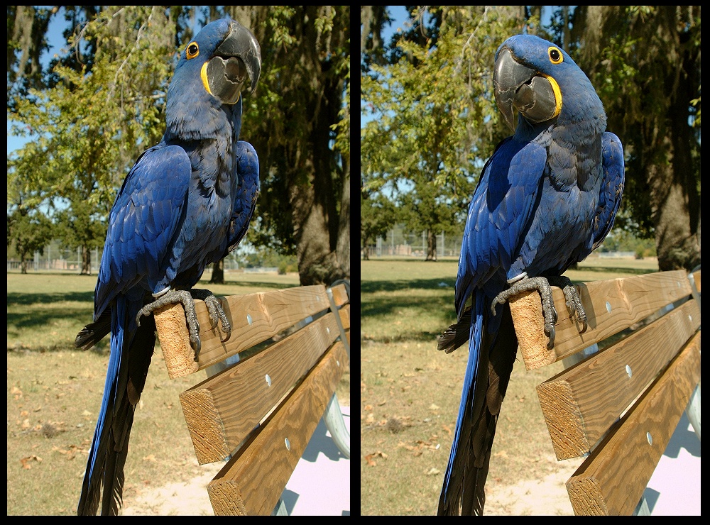 (06) bubba montage.jpg   (1000x740)   406 Kb                                    Click to display next picture