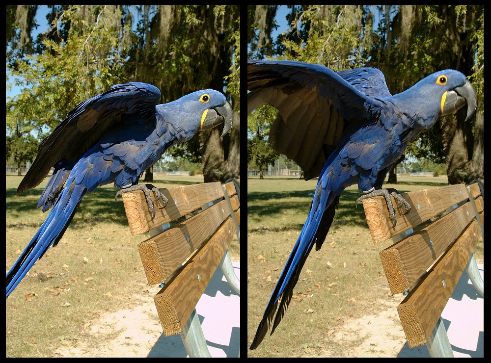 (07) bubba montage.jpg   (1000x740)   428 Kb                                    Click to display next picture