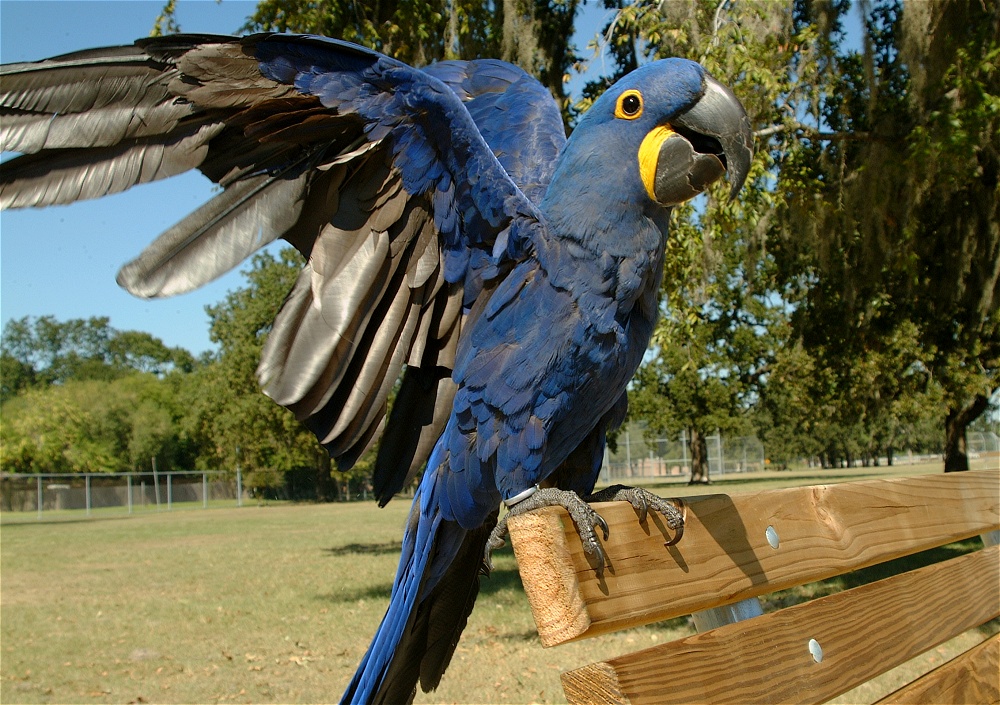 (08) Dscf0016.jpg   (1000x705)   361 Kb                                    Click to display next picture