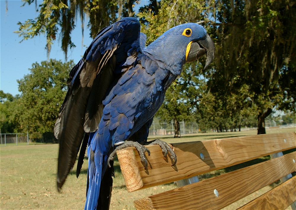 (09) Dscf0017.jpg   (1000x709)   356 Kb                                    Click to display next picture