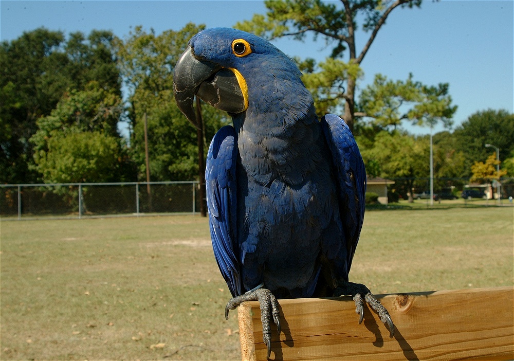 (10) Dscf0021.jpg   (1000x702)   288 Kb                                    Click to display next picture