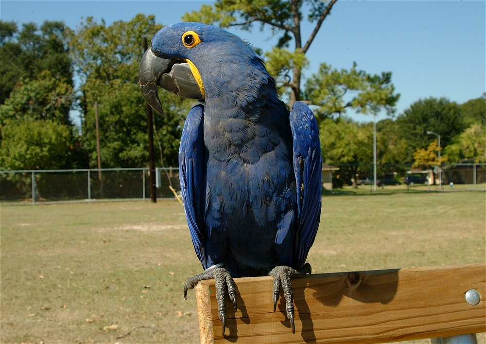 (11) Dscf0023.jpg   (1000x707)   301 Kb                                    Click to display next picture