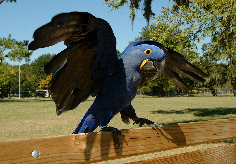 (12) Dscf0024.jpg   (1000x696)   318 Kb                                    Click to display next picture