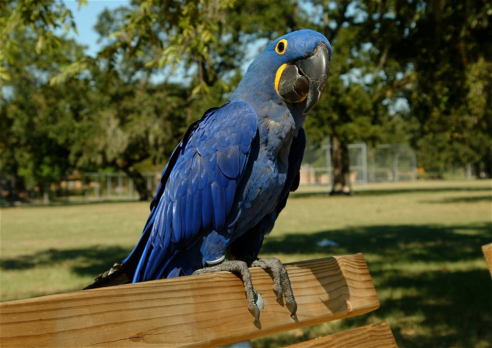 (13) Dscf0026.jpg   (1000x707)   291 Kb                                    Click to display next picture