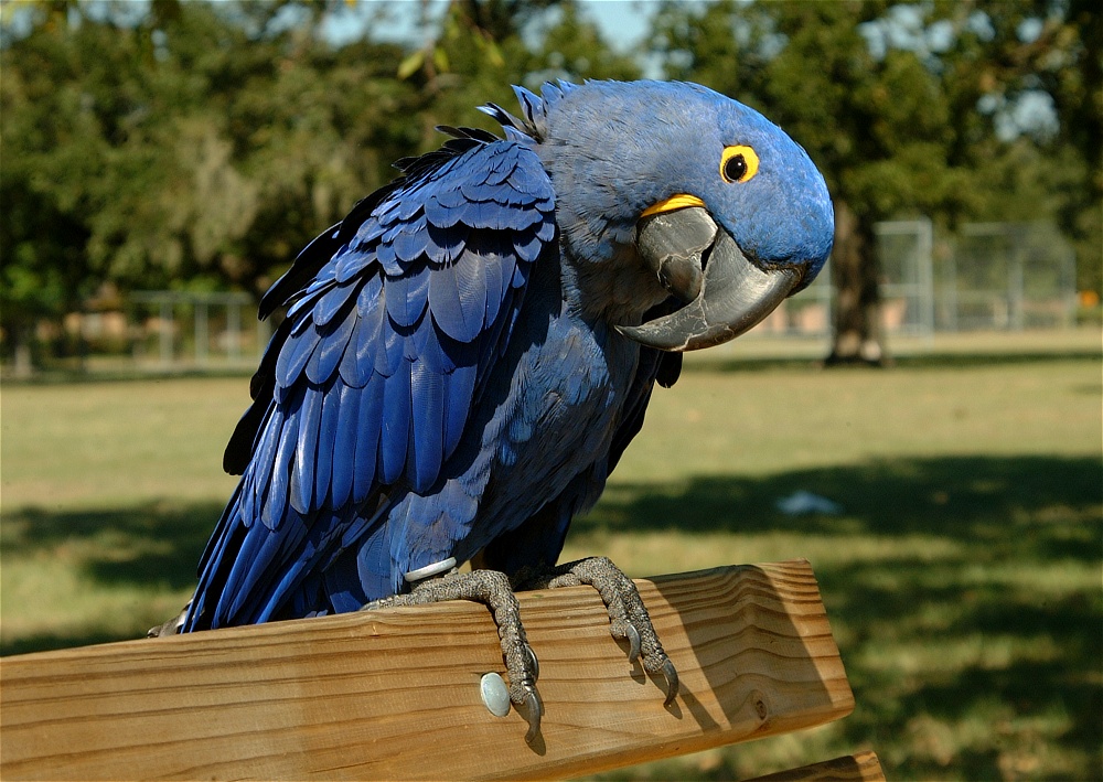 (14) Dscf0028.jpg   (1000x709)   293 Kb                                    Click to display next picture