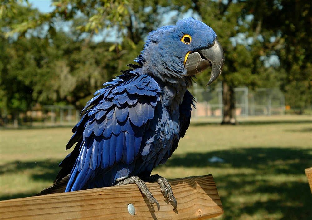 (15) Dscf0029.jpg   (1000x705)   291 Kb                                    Click to display next picture