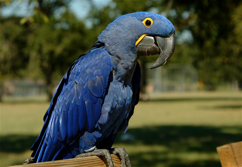 (16) Dscf0030.jpg   (1000x690)   258 Kb                                    Click to display next picture