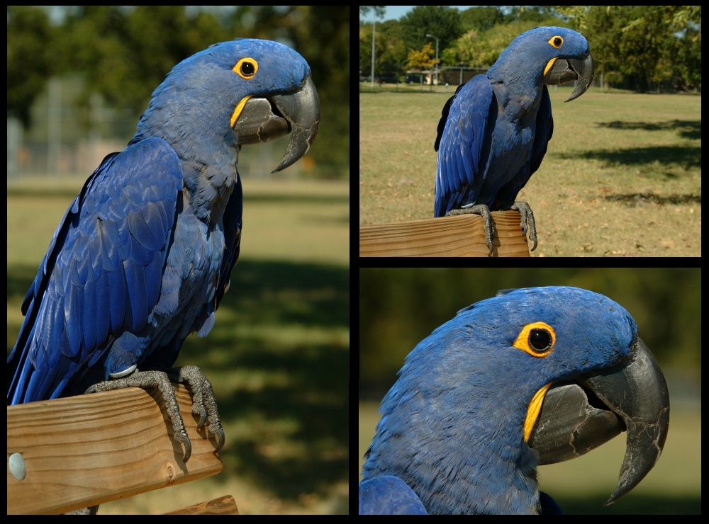 (17) bubba montage.jpg   (1000x740)   267 Kb                                    Click to display next picture