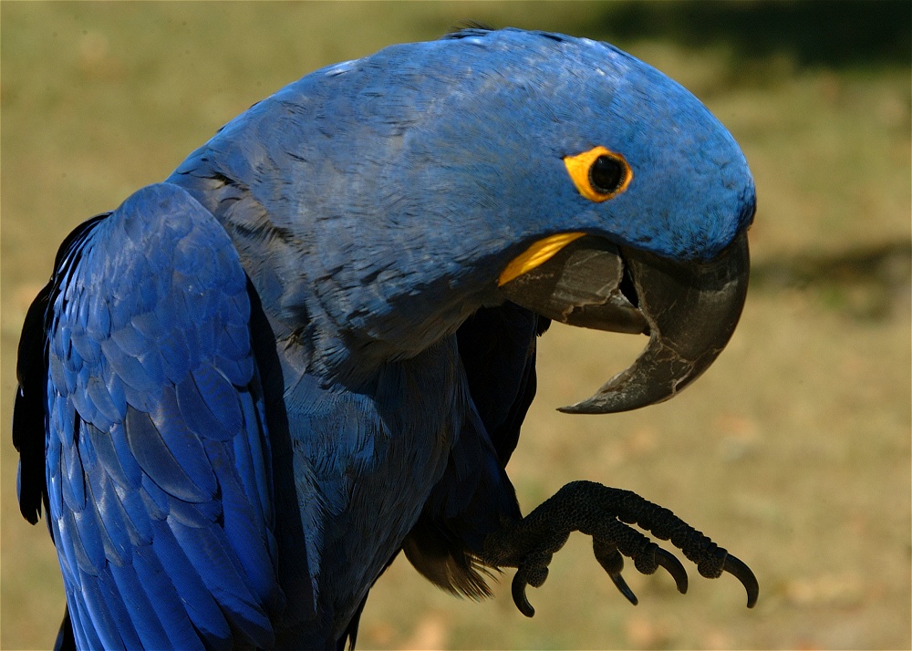 (19) Dscf0040.jpg   (1000x714)   254 Kb                                    Click to display next picture