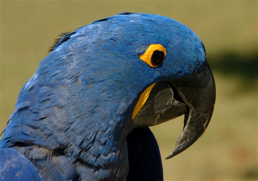 (20) Dscf0041.jpg   (1000x702)   290 Kb                                    Click to display next picture