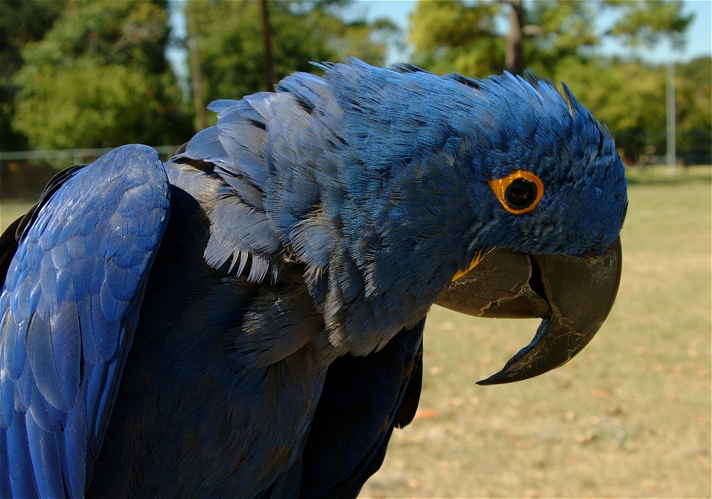 (21) Dscf0044.jpg   (1000x701)   308 Kb                                    Click to display next picture