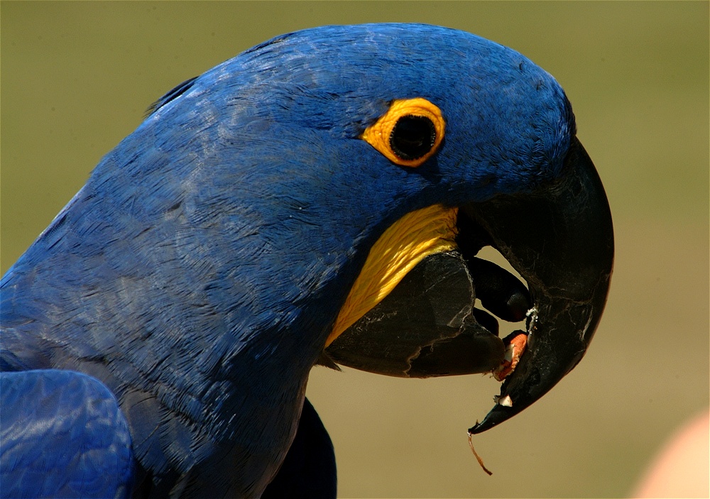 (23) Dscf0064.jpg   (1000x703)   262 Kb                                    Click to display next picture