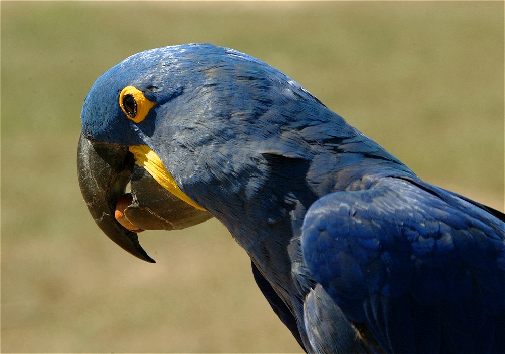 (24) Dscf0059.jpg   (1000x700)   226 Kb                                    Click to display next picture