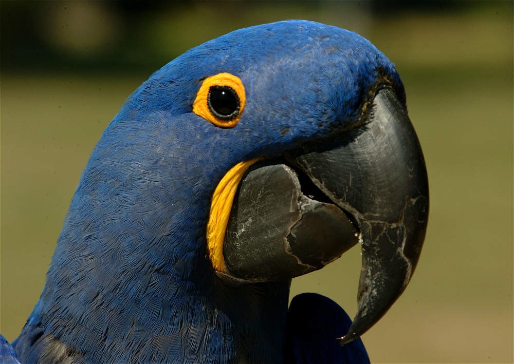 (25) Dscf0074.jpg   (1000x709)   269 Kb                                    Click to display next picture