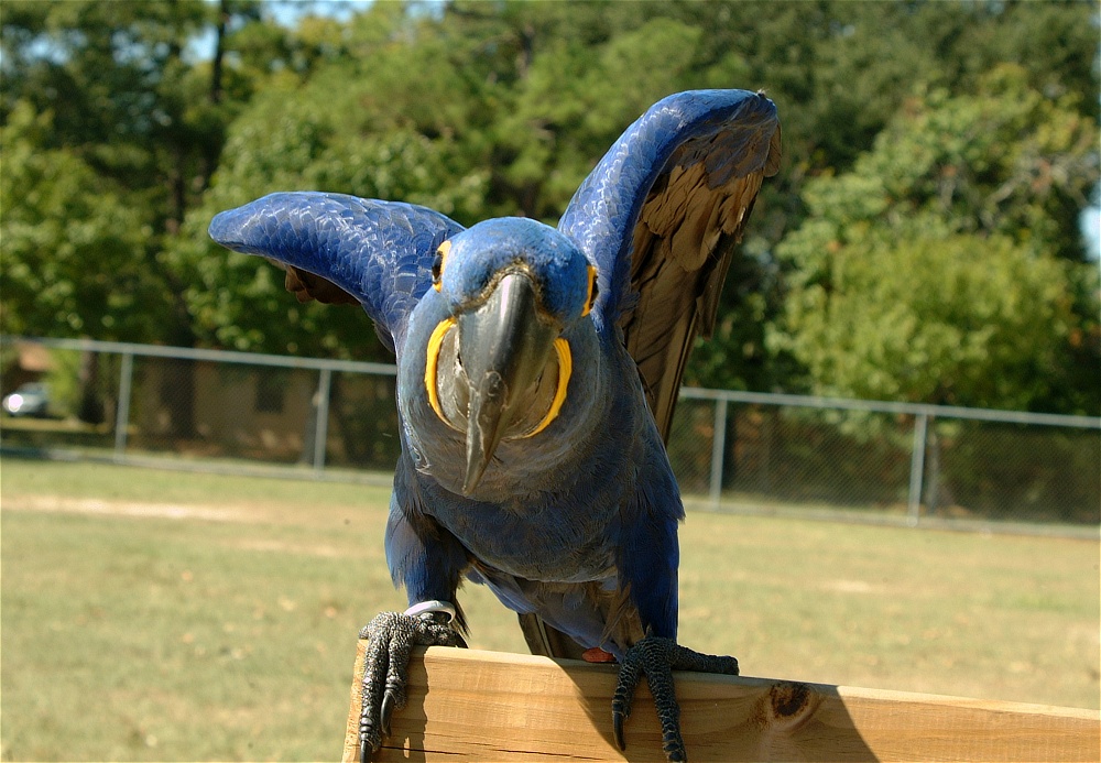 (26) Dscf0072.jpg   (1000x693)   267 Kb                                    Click to display next picture