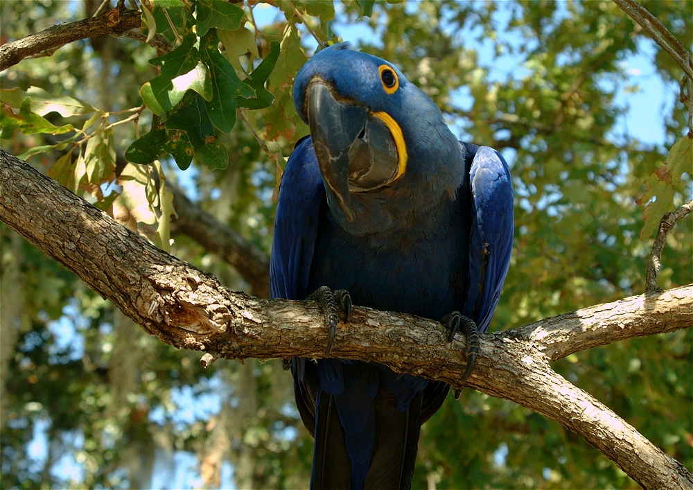 (30) Dscf0081.jpg   (1000x707)   345 Kb                                    Click to display next picture