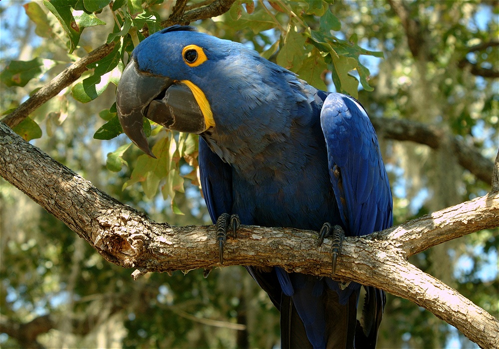 (31) Dscf0082.jpg   (1000x701)   346 Kb                                    Click to display next picture