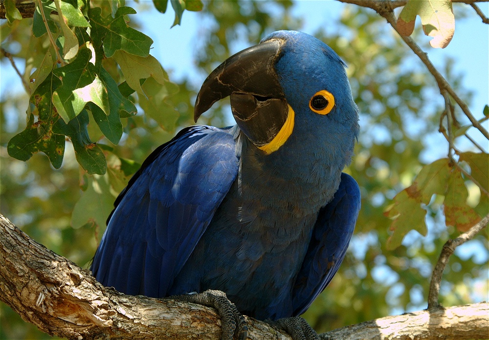 (34) Dscf0088.jpg   (1000x695)   320 Kb                                    Click to display next picture