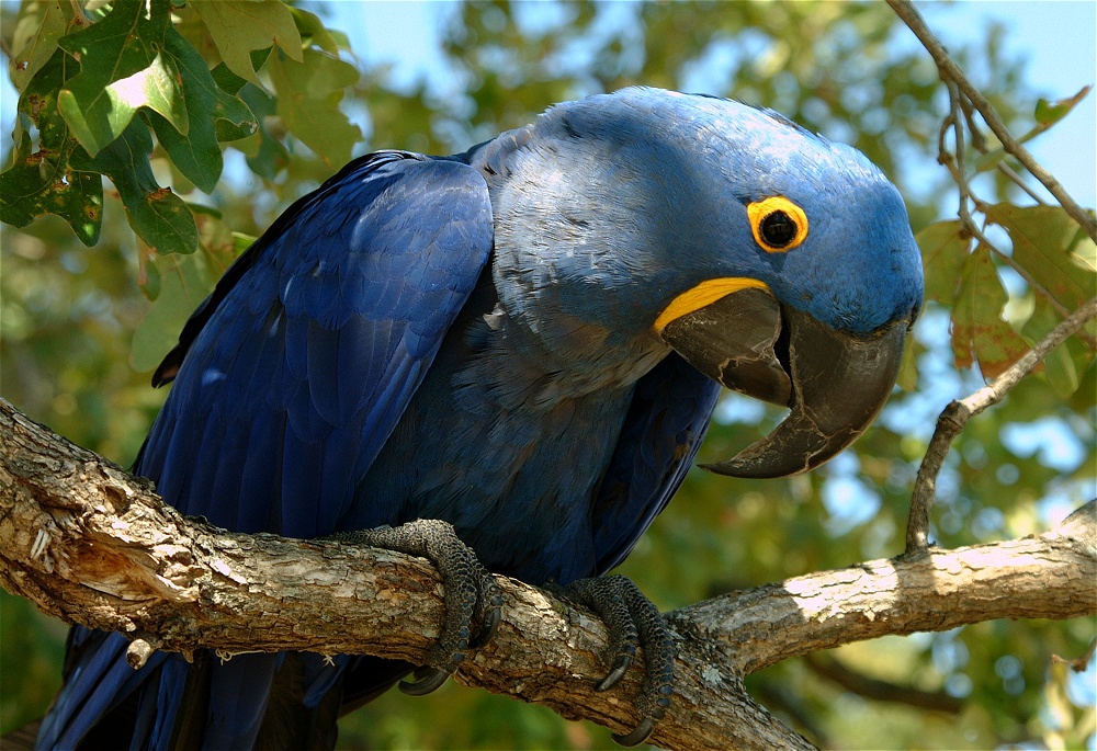 (35) Dscf0089.jpg   (1000x685)   329 Kb                                    Click to display next picture