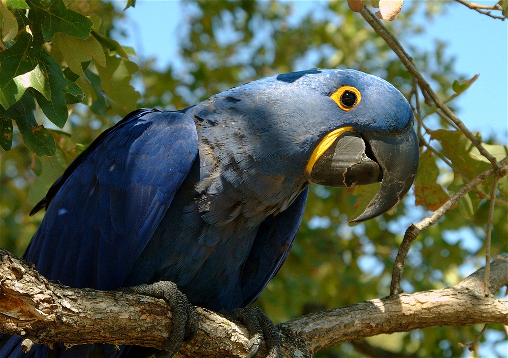 (36) Dscf0090.jpg   (1000x706)   330 Kb                                    Click to display next picture