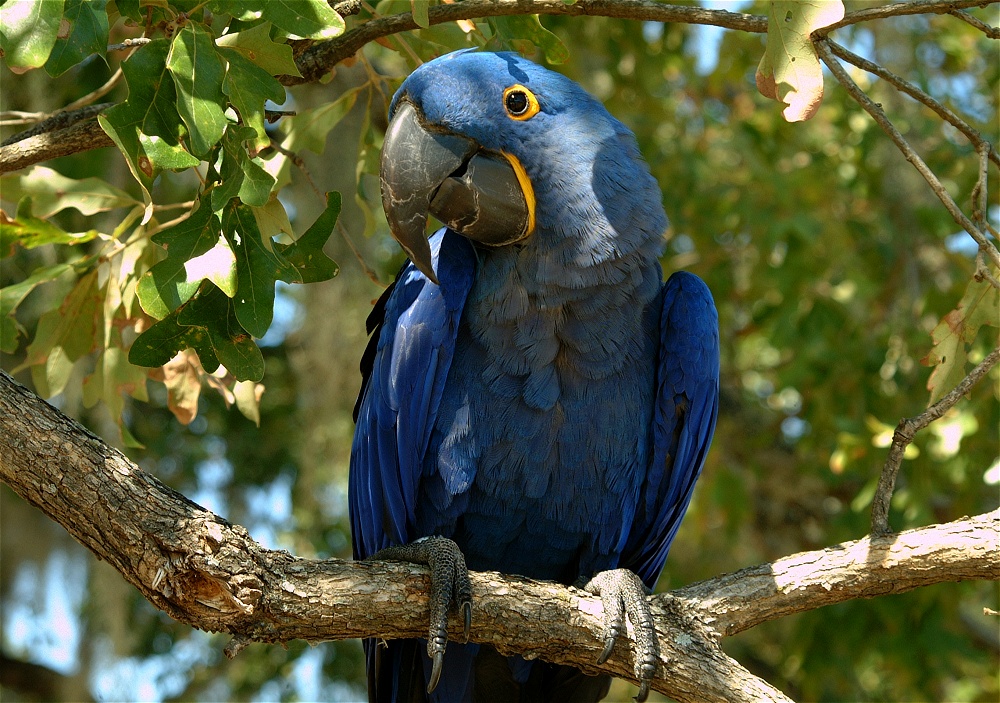 (38) Dscf0096.jpg   (1000x703)   349 Kb                                    Click to display next picture