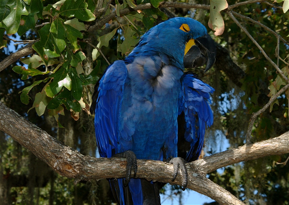 (39) Dscf0097.jpg   (1000x709)   360 Kb                                    Click to display next picture