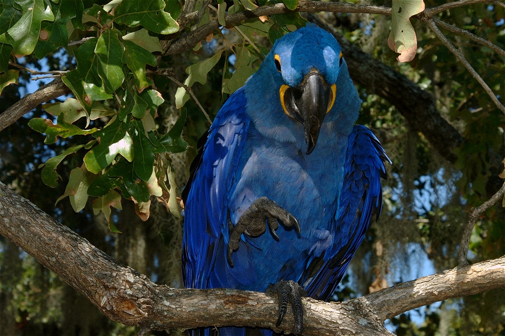 (40) Dscf0098.jpg   (1000x666)   346 Kb                                    Click to display next picture