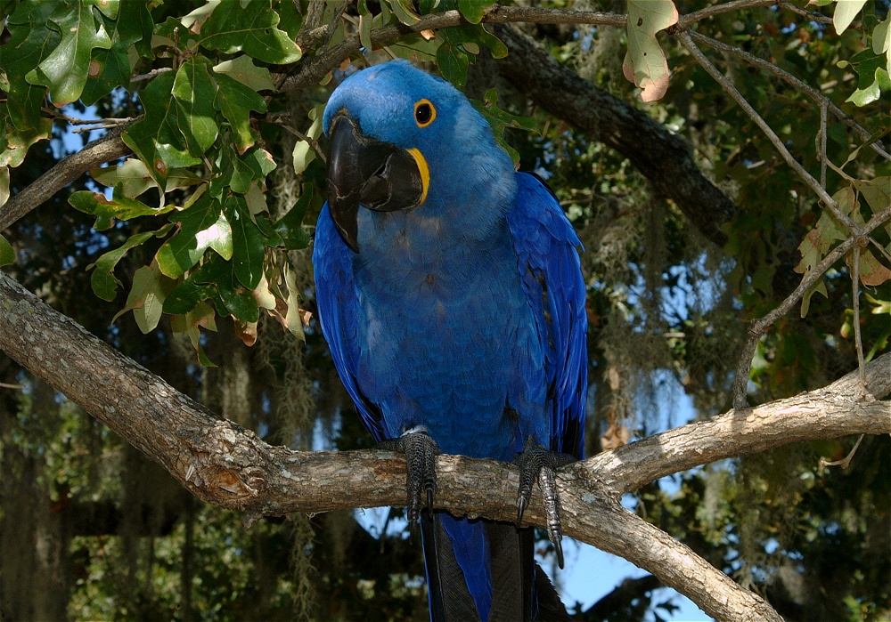 (41) Dscf0099.jpg   (1000x699)   367 Kb                                    Click to display next picture