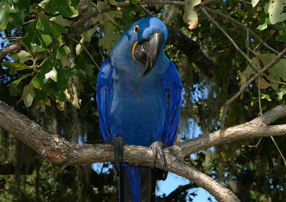 (42) Dscf0100.jpg   (1000x707)   362 Kb                                    Click to display next picture