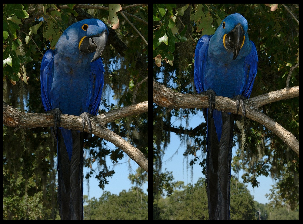 (43) bubba montage.jpg   (1000x740)   369 Kb                                    Click to display next picture