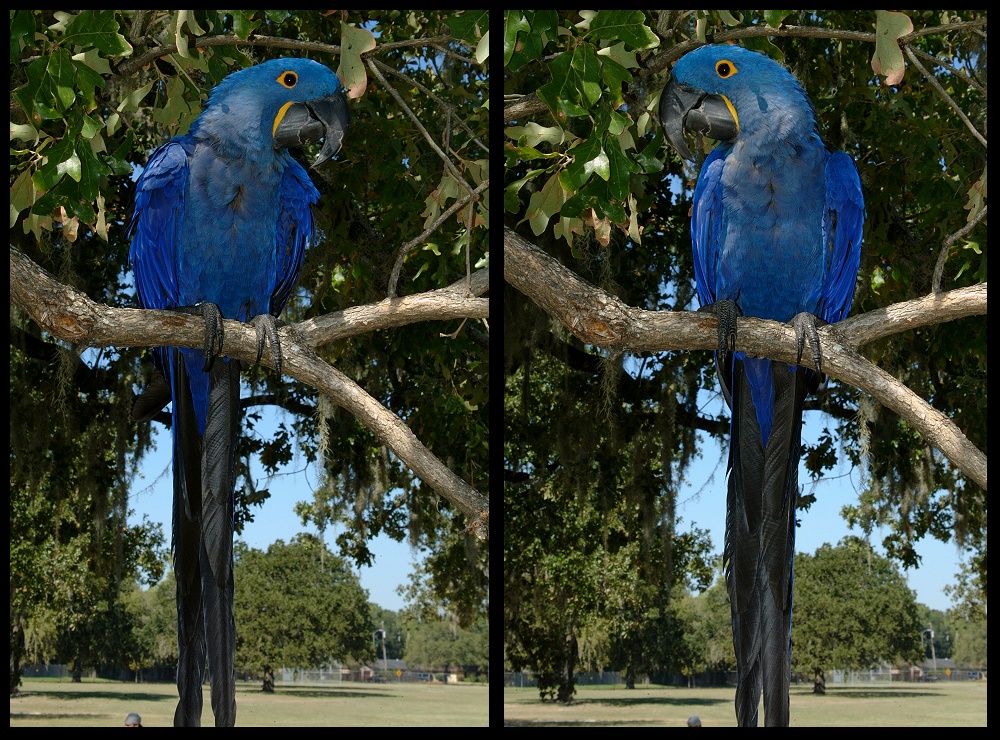 (44) bubba montage.jpg   (1000x740)   430 Kb                                    Click to display next picture