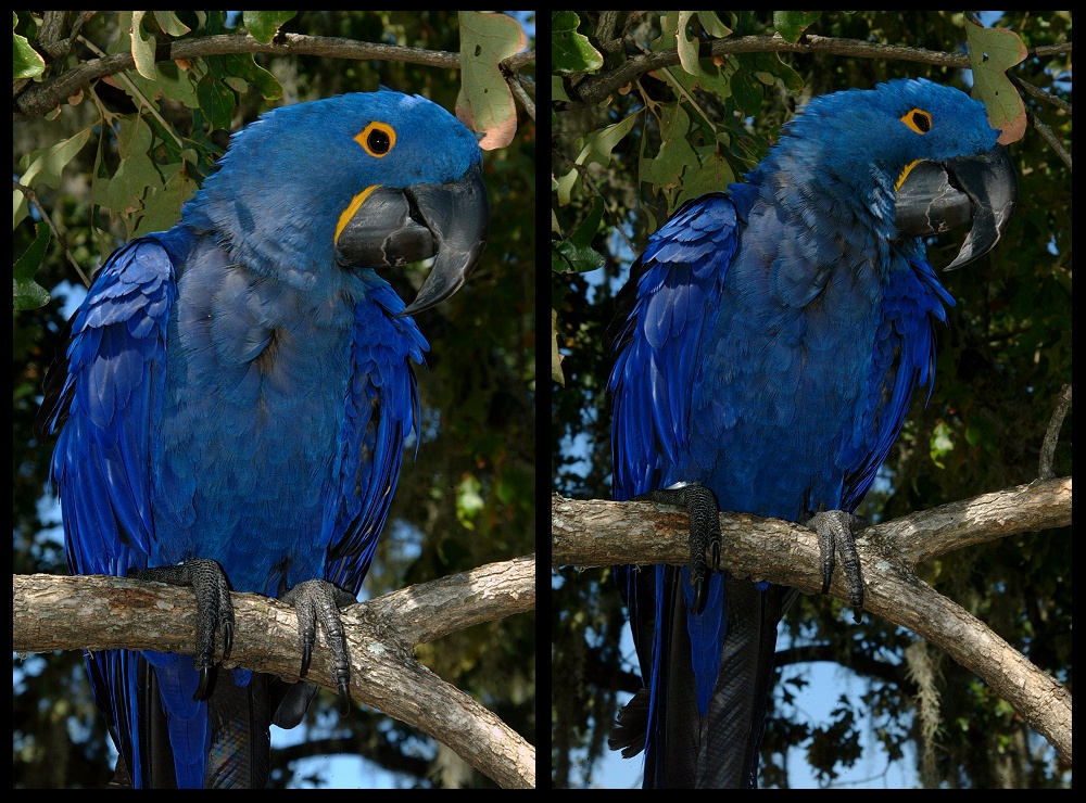 (45) bubba montage.jpg   (1000x740)   369 Kb                                    Click to display next picture