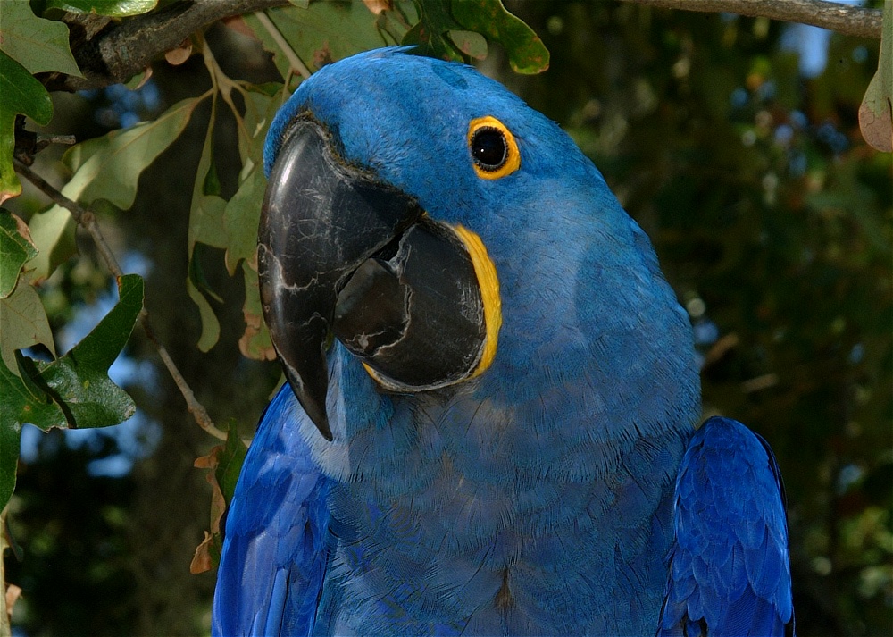 (46) Dscf0107.jpg   (1000x713)   292 Kb                                    Click to display next picture