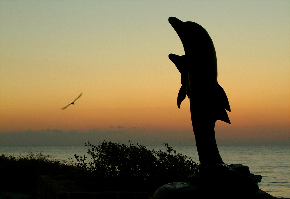 (15) Dscf0095.jpg   (1000x685)   155 Kb                                    Click to display next picture