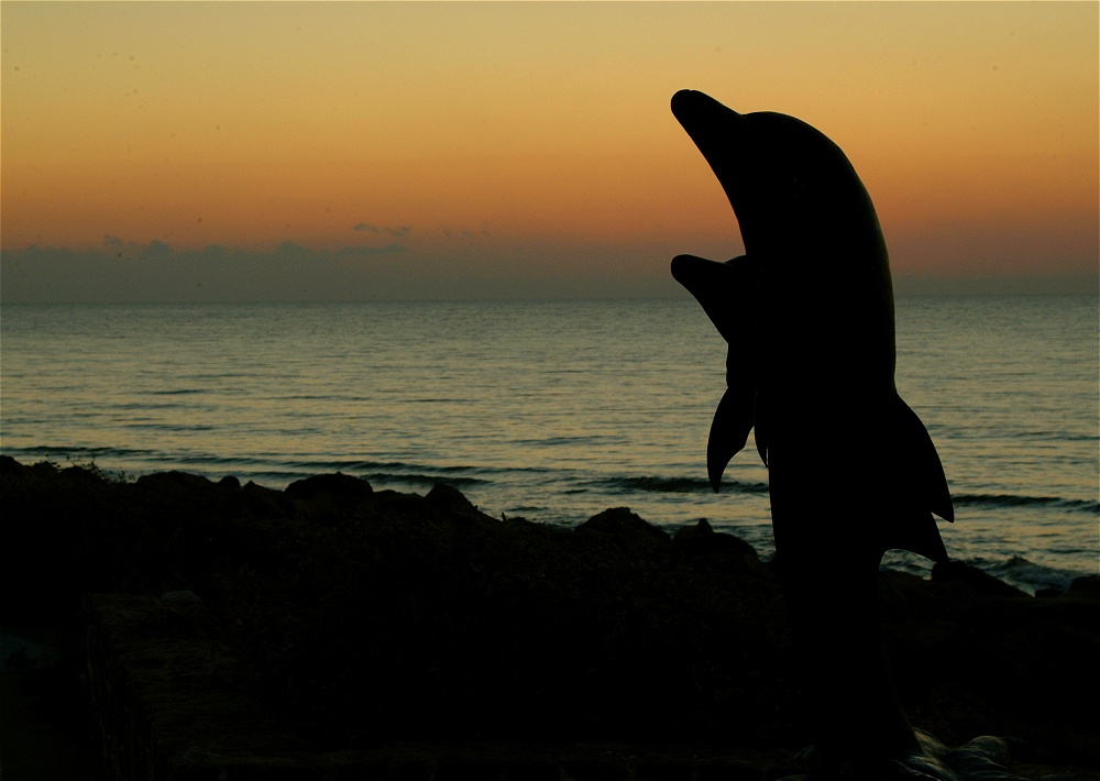 (17) Dscf0097.jpg   (1000x710)   156 Kb                                    Click to display next picture