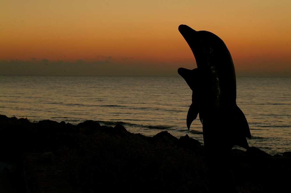 (18) Dscf0098.jpg   (1000x663)   150 Kb                                    Click to display next picture