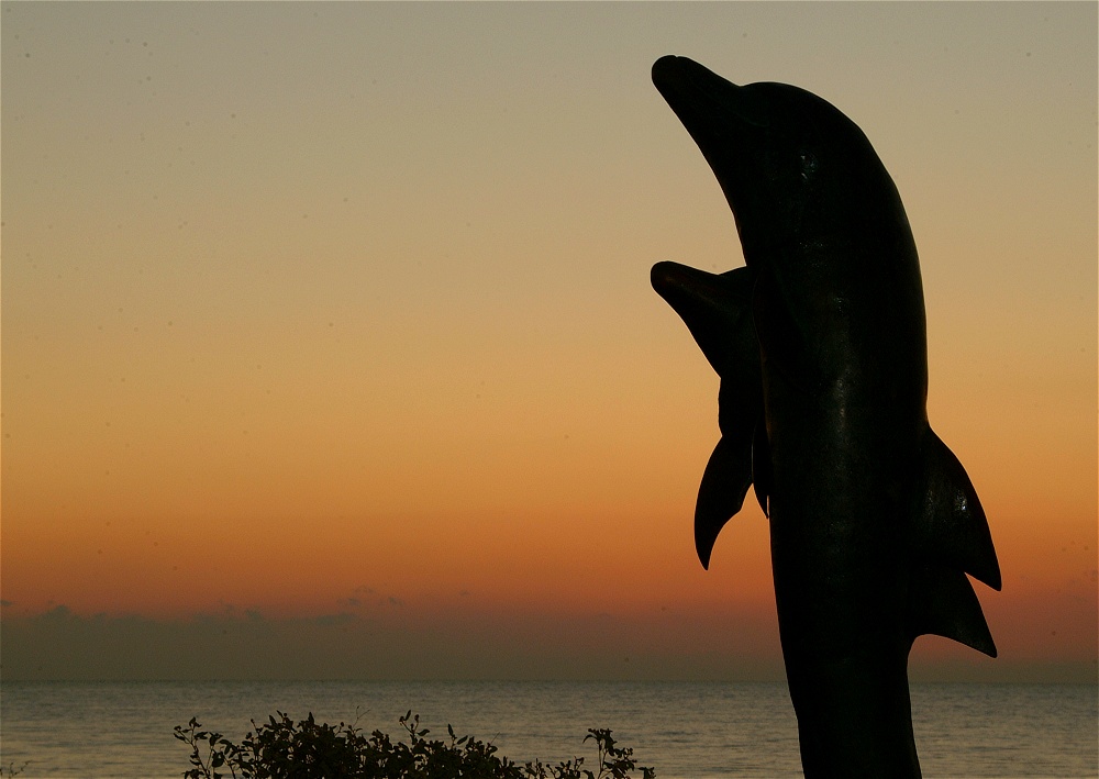 (21) Dscf0101.jpg   (1000x709)   166 Kb                                    Click to display next picture