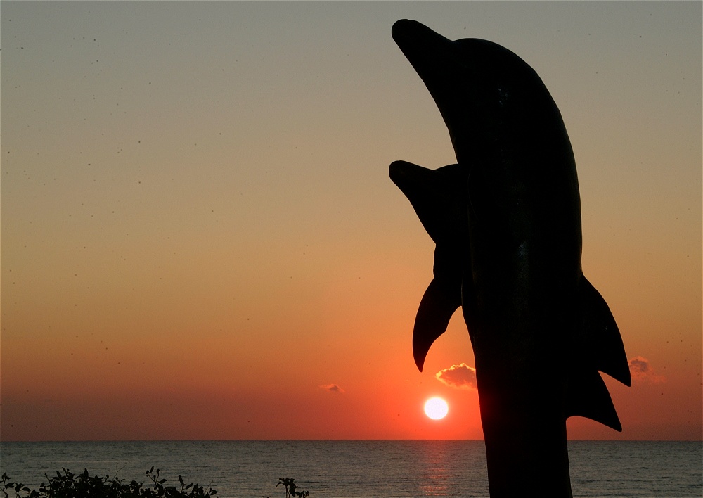 (43) Dscf0125.jpg   (1000x708)   149 Kb                                    Click to display next picture